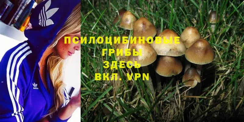 Галлюциногенные грибы Psilocybine cubensis  мега онион  Белёв 